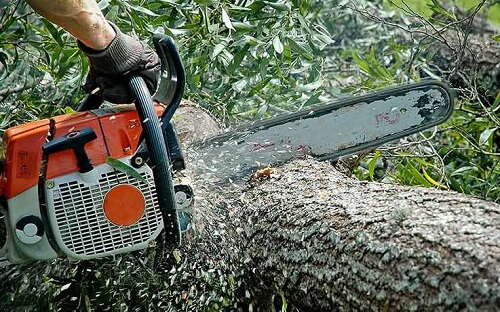Abattage, enlvement et dessouchage dun arbre : combien a cote? - Entretien de Jardin