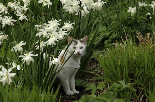 Quel rpulsif contre les chats utiliser pour les loigner du jardin? - Entretien de Jardin